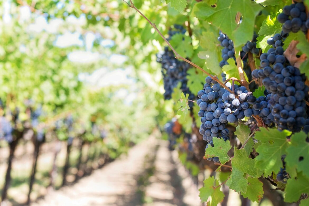 uvas