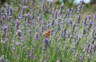 lavanda